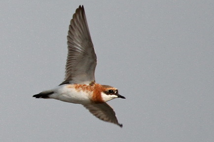 Lesser Sand Plover