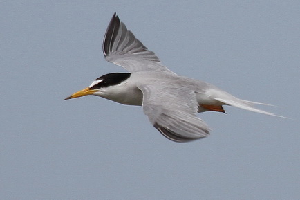 Little Tern