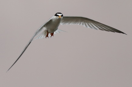 Little Tern