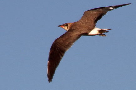 Oriental Pratincole