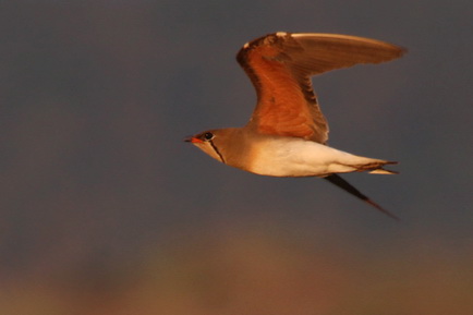 Oriental Pratincole