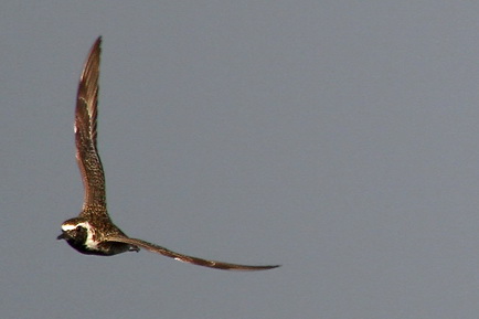 Pacific Golden Plover