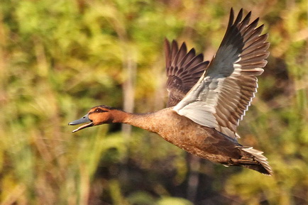 Philippine Duck