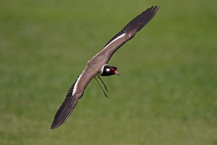 Red-wattled Lapwing