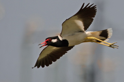 Red-wattled Lapwing