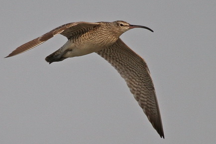 Whimbrel