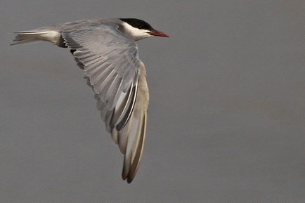 Whiskered Tern