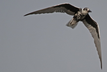 White-winged Tern