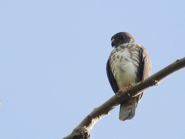 Chinese Goshawk