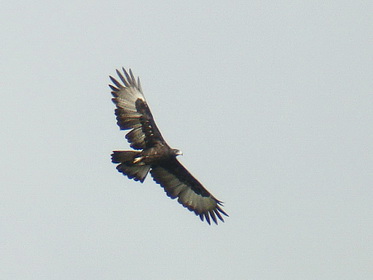 Gurney's Eagle