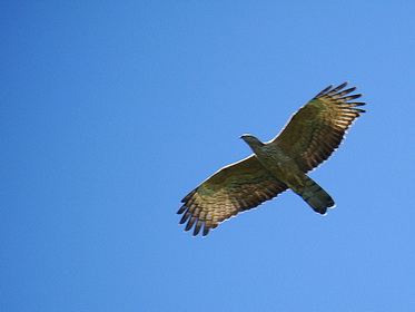 Oriental Honey Buzzard