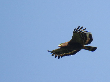 Philippine Serpent Eagle