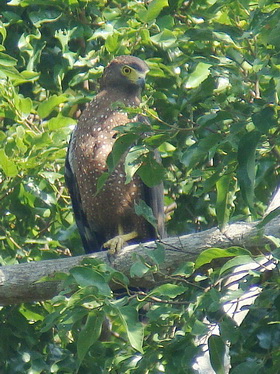 Philippine Serpent Eagle