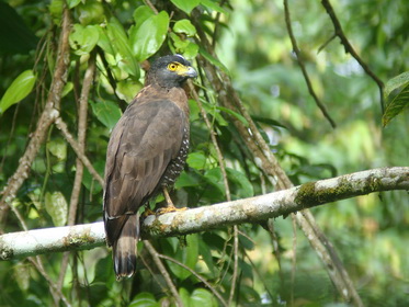 Sulawesi Serpent Eagle