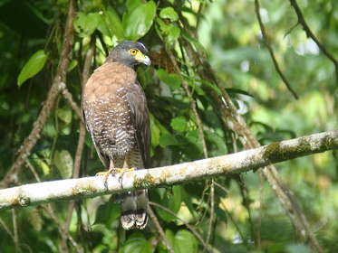 Sulawesi Serpent Eagle