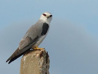 Black-shouldered Kite at Khao Sam Roy Yot NP in Thailand.