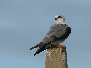 Black-shouldered Kite