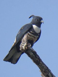 Black Baza