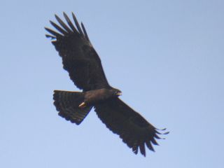 Black Eagle