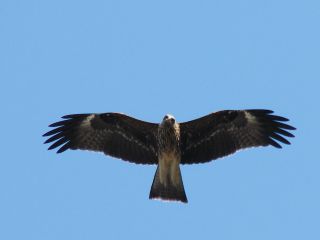 Black Kite