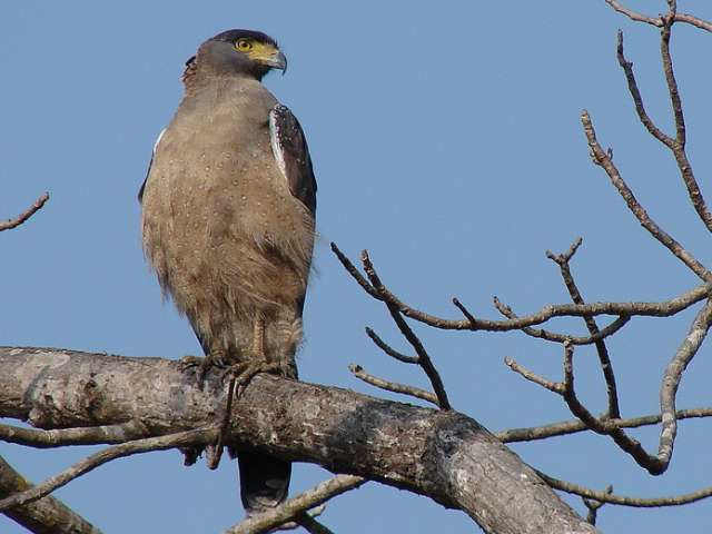 Crested Serpent Eagle