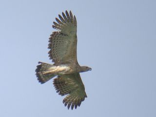 Grey-headed Fish Eagle