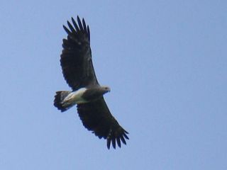 Lesser Fish Eagle