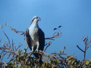 Osprey