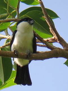 Philippine Falconet