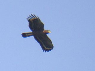 Philippine Serpent Eagle