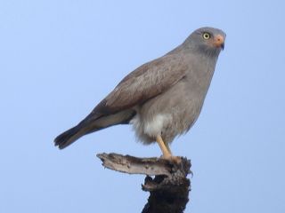 Rufous-winged Buzzard