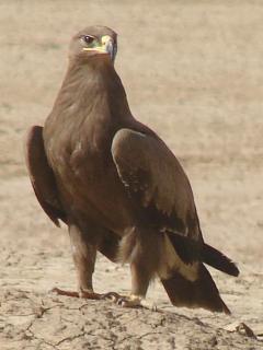 Steppe Eagle