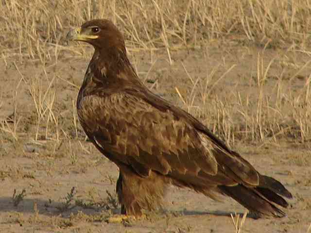 Steppe Eagle