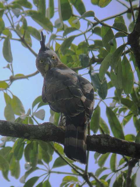 Wallace's Hawk Eagle