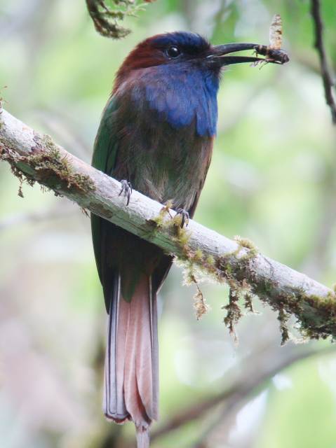 Purple-bearded Bee-eater