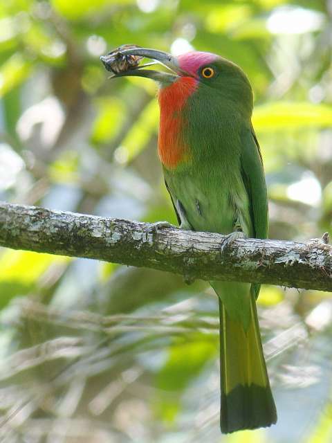 Red-bearded Bee-eater