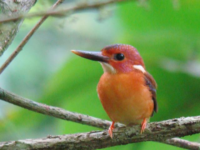 Kingfishers, Bee-eaters, Trogon and Rollers