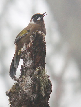 Black-faced Laughingthrush