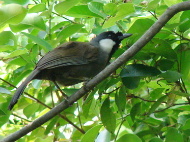 Black-throated Laughingthrush