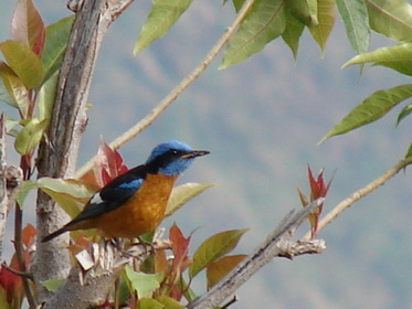 Blue-capped Rock Thrush