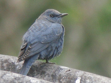 Blue Rock Thrush