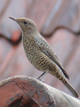 Blue Rock Thrush