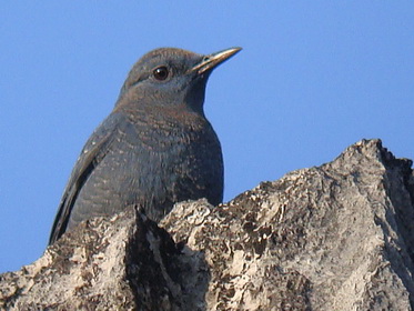 Blue Rock Thrush