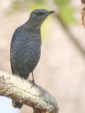 Blue Rock Thrush