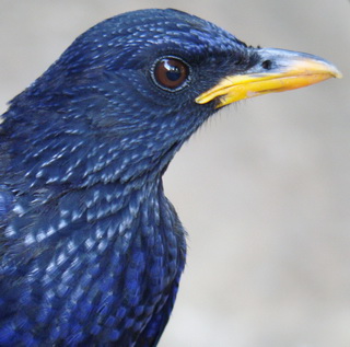 Blue Whistling Thrush