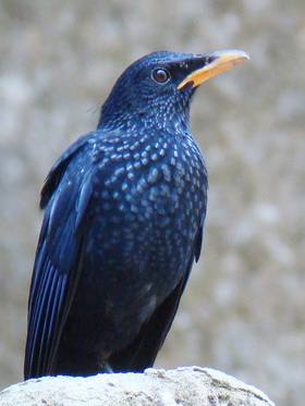 Blue Whistling Thrush