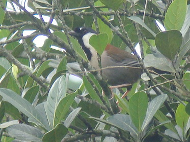 Chestnut-backed Laughingthrush