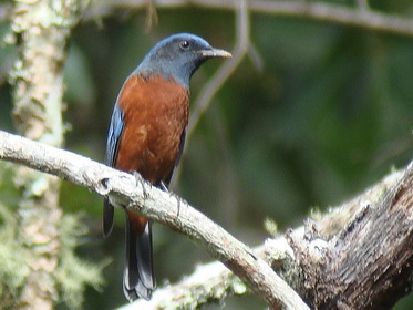 Chestnut-bellied Rock Thrush