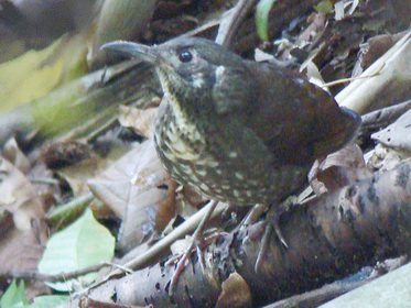 Dark-sided Thrush