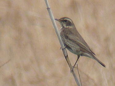 Dusky Thrush